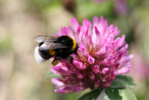Bourdon terrestre (Bombus terrestris) © Nicolas Macaire / LPO